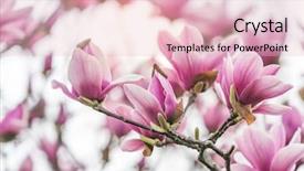  Presentation with magnolia - PPT theme featuring magnolia flower spring branch isolated background and a lemonade colored foreground