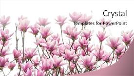  Presentation with magnolia - Slide set consisting of magnolia flower spring branch isolated background and a  colored foreground