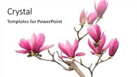  Presentation with magnolia - Beautiful slide deck featuring magnolia flower spring branch isolated backdrop and a white colored foreground