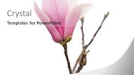  Presentation with magnolia - Presentation theme featuring magnolia flower spring branch isolated on white background background and a white colored foreground