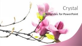  Presentation with magnolia - Audience pleasing PPT layouts consisting of magnolia-flower-spring-branch-isolated backdrop and a white colored foreground