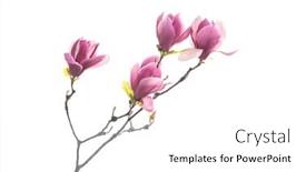  Presentation with magnolia - Beautiful theme featuring magnolia-flower-spring-branch-isolated backdrop and a white colored foreground