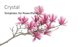  Presentation with magnolia - Theme having magnolia-flower-spring-branch-isolated background and a white colored foreground