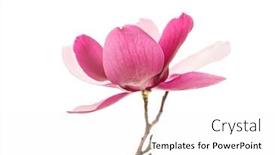  Presentation with magnolia - Beautiful presentation theme featuring magnolia-flower-spring-branch-isolated backdrop and a white colored foreground
