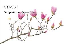  Presentation with magnolia - PPT theme having magnolia-flower-spring-branch-isolated background and a white colored foreground