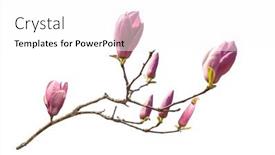  Presentation with magnolia - Beautiful slide set featuring magnolia-flower-spring-branch-isolated backdrop and a  colored foreground