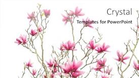  Presentation with magnolia - Presentation consisting of magnolia-flower-spring-branch-isolated background and a white colored foreground