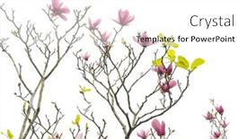  Presentation with magnolia - PPT theme having magnolia-flower-spring-branch-isolated background and a white colored foreground