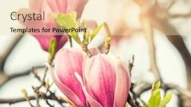 Presentation with magnolia - Slide deck enhanced with magnolia-flower-spring-branch background and a lemonade colored foreground