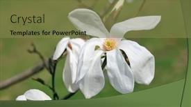  Presentation with magnolia - Theme consisting of magnolia-flower-wada-s-memory background and a tawny brown colored foreground