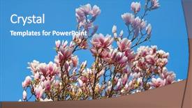  Presentation with magnolia - Presentation design enhanced with magnolia flowers blooming sunny blue background and a  colored foreground