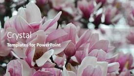  Presentation with magnolia - Cool new slide deck with magnolia-flowers-blossoming-in-spring backdrop and a coral colored foreground