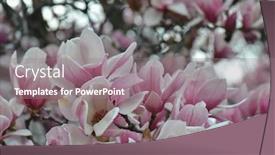  Presentation with magnolia - Beautiful PPT theme featuring magnolia-flowers-blossoming-in-spring backdrop and a gray colored foreground