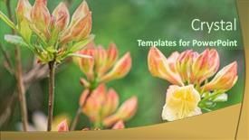  Presentation with magnolia - Audience pleasing PPT layouts consisting of magnolia-flowers-in-the-garden backdrop and a ocean colored foreground