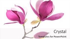  Presentation with magnolia - PPT theme enhanced with magnolia flowers isolated on white background and a sky blue colored foreground