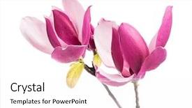  Presentation with magnolia - Slides having magnolia flowers isolated on white background and a white colored foreground