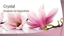  Presentation with magnolia - Beautiful presentation design featuring magnolia flowers backdrop and a white colored foreground