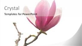  Presentation with magnolia - Beautiful slide set featuring magnolia-isolated-on-white-background backdrop and a white colored foreground