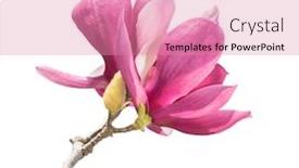  Presentation with magnolia - PPT layouts with magnolia-isolated-on-white-background background and a coral colored foreground