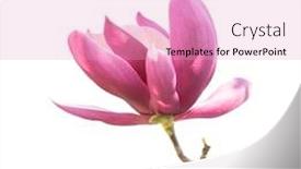  Presentation with magnolia - Colorful slide deck enhanced with magnolia-isolated-on-white-background backdrop and a lemonade colored foreground