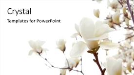  Presentation with magnolia - Slides consisting of magnolia isolated on white background and a white colored foreground