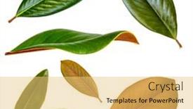  Presentation with magnolia - Presentation theme enhanced with magnolia-leaves-isolated-on-white background and a yellow colored foreground