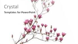  Presentation with magnolia - Slide deck consisting of magnolia-spring-branch-isolated background and a white colored foreground