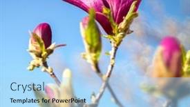  Presentation with magnolia - 