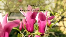  Presentation with magnolia - 