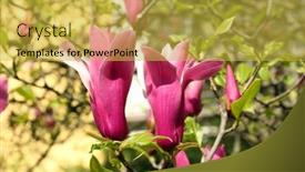  Presentation with magnolia - 