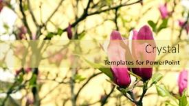  Presentation with magnolia - 