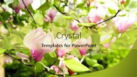  Presentation with magnolia - 