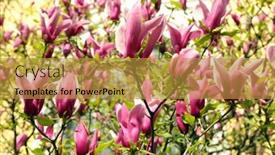  Presentation with magnolia - 