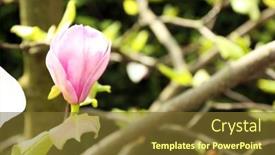  Presentation with magnolia - 