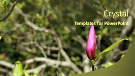  Presentation with magnolia - 