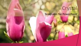  Presentation with magnolia - 