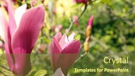  Presentation with magnolia - 