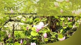  Presentation with magnolia - 