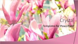  Presentation with magnolia - 