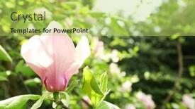  Presentation with magnolia - 