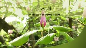  Presentation with magnolia - 