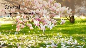  Presentation with magnolia - Colorful PPT layouts enhanced with magnolia tree backdrop and a  colored foreground