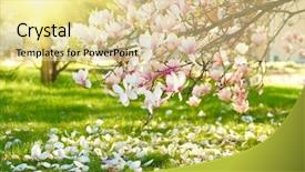  Presentation with magnolia - Beautiful presentation featuring  backdrop and a  colored foreground