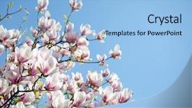  Presentation with magnolia - Beautiful slide deck featuring  backdrop and a  colored foreground