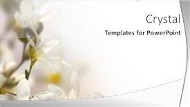  Presentation with magnolia - Beautiful presentation theme featuring  backdrop and a  colored foreground