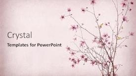  Presentation with bloom - Presentation design enhanced with magnolias bloom on vintage background old paper background and a sky blue colored foreground