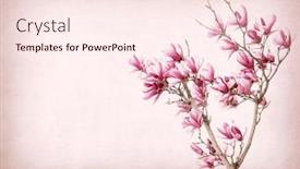  Presentation with bloom - Amazing presentation theme having magnolias bloom on vintage background old paper backdrop and a lemonade colored foreground