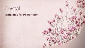  Presentation with bloom - Beautiful presentation design featuring magnolias bloom on vintage background old paper backdrop and a lemonade colored foreground