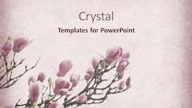  Presentation with bloom - Slide set consisting of magnolias bloom on vintage background old paper background and a sky blue colored foreground