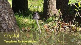  Presentation with fungus - PPT layouts featuring magpie-fungus-or-coprinus-picaceus background and a tawny brown colored foreground